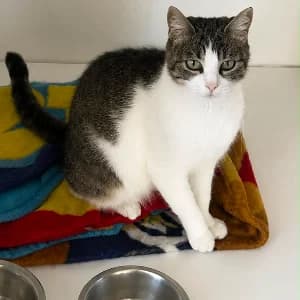 COMPOTE, female young mixed breed for adoption at SHPA Le Havre, Le Havre