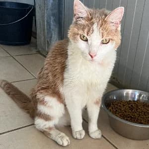 DAN, male 4yo mixed breed for adoption at SHPA Le Havre, Le Havre