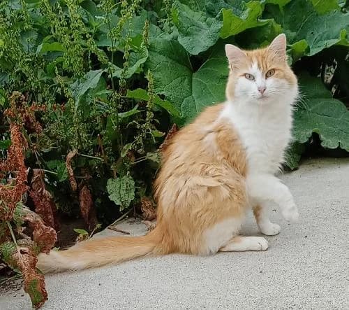 DARLING, male mixed breed for adoption at Le Havre