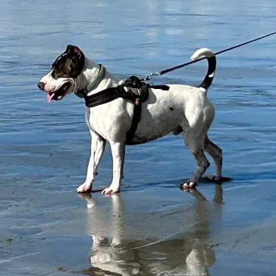 DEMO, male Bull Terrier for adoption at Le Havre