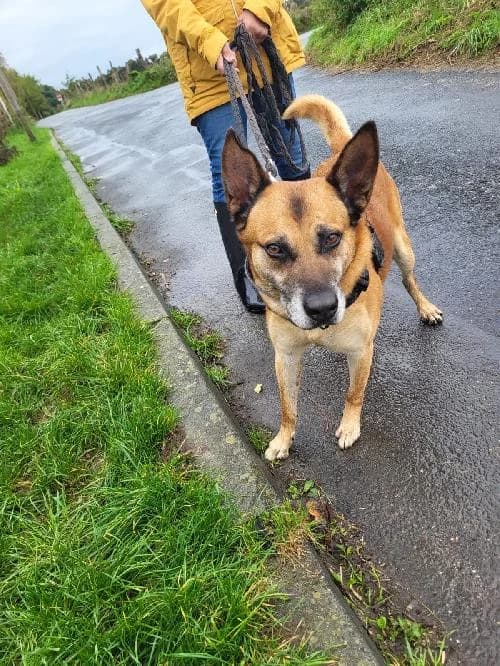 DEVON, male Belgian Malinois for adoption at Le Havre
