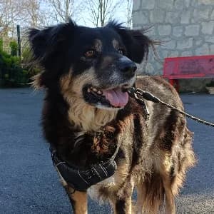 DOLLY, female mixed breed for adoption at Le Havre