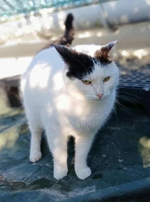 ELISE, female 3yo mixed breed for adoption at SHPA Le Havre, Le Havre