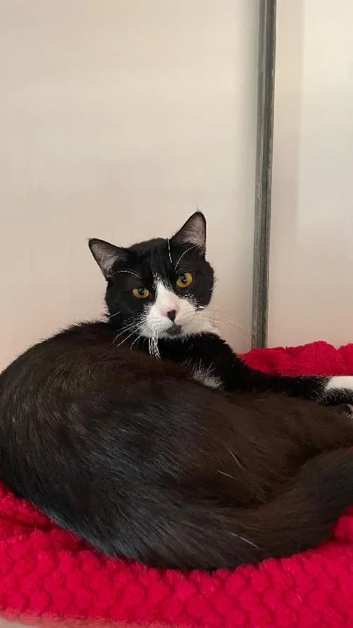 FELIX, male young mixed breed for adoption at SHPA Le Havre, Le Havre