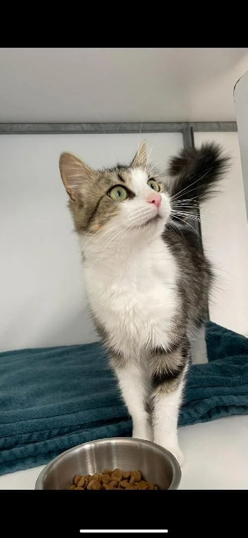 FLEURINE, female young mixed breed for adoption at SHPA Le Havre, Le Havre