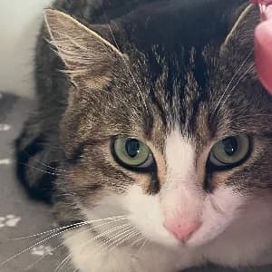 Flipou, male young mixed breed for adoption at SHPA Le Havre, Le Havre