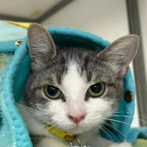 Fugys, female young mixed breed for adoption at SHPA Le Havre, Le Havre