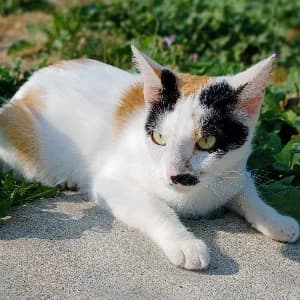 GIN, female young mixed breed for adoption at SHPA Le Havre, Le Havre