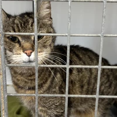 Grum’s, male senior mixed breed for adoption at SHPA Le Havre, Le Havre