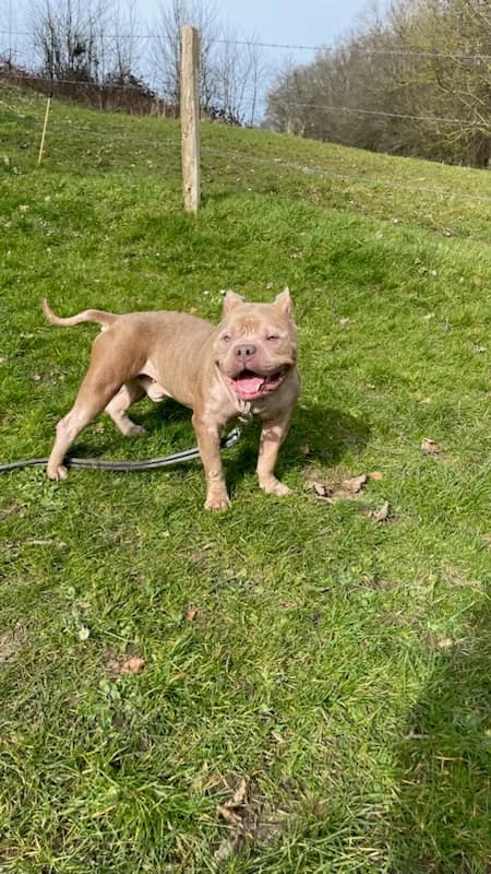 GUCCI, male 3yo mixed breed for adoption at SHPA Le Havre, Le Havre