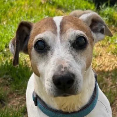 HARIBO, male senior Jack Russell Terrier for adoption at SHPA Le Havre, Le Havre