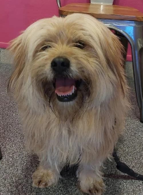 HARRY, male 6yo Mixed Breed for adoption at SHPA Le Havre, Le Havre