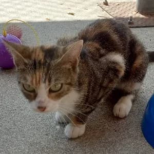HAVANA, female young mixed breed for adoption at SHPA Le Havre, Le Havre
