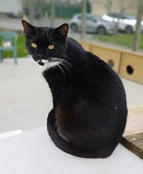 JAMIE, female mixed breed for adoption at Le Havre