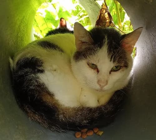 JASPER, male 6yo mixed breed for adoption at SHPA Le Havre, Le Havre