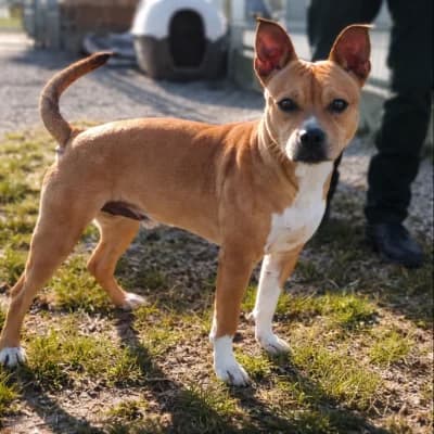 JUMPY, male Staffordshire Bull Terrier for adoption at Le Havre