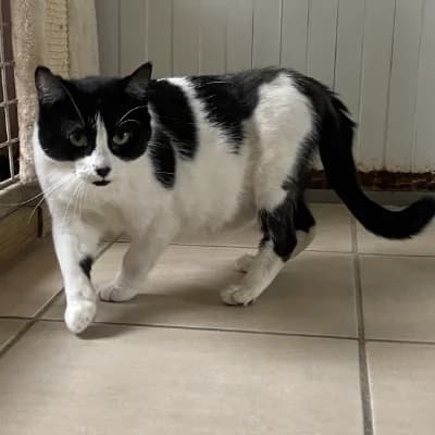 KAKI, female young mixed breed for adoption at SHPA Le Havre, Le Havre