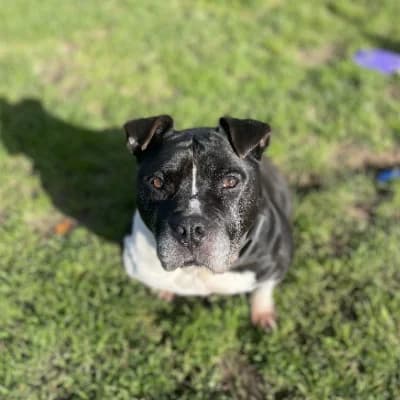 LARGO, male senior American Staffordshire Terrier for adoption at SHPA Le Havre, Le Havre