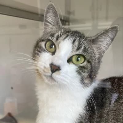 Laya, female mixed breed for adoption at Le Havre