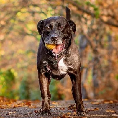 LOCKY, male Labrador Retriever for adoption at Le Havre