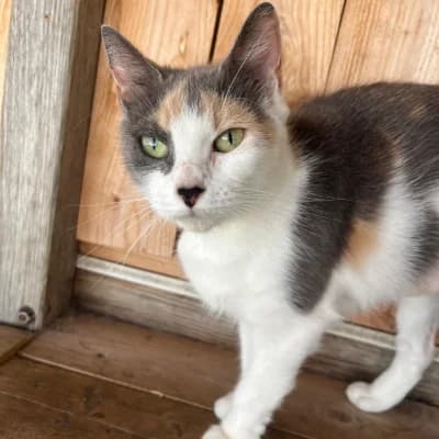 LUNA, female puppy mixed breed for adoption at SHPA Le Havre, Le Havre