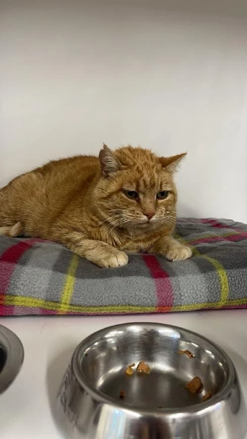 MALBO, female senior mixed breed for adoption at SHPA Le Havre, Le Havre