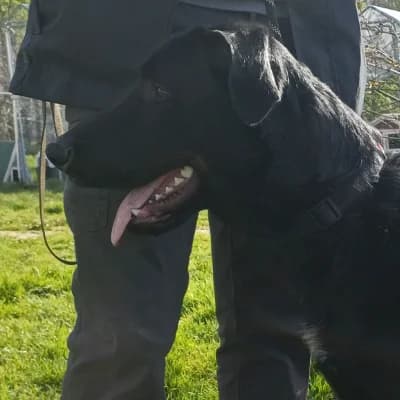 MALO, male young mixed breed for adoption at SHPA Le Havre, Le Havre