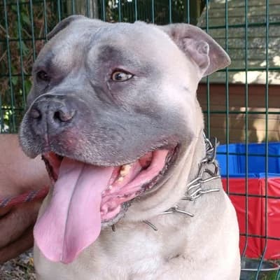 MANI, male 7yo American Bully for adoption at SHPA Le Havre, Le Havre