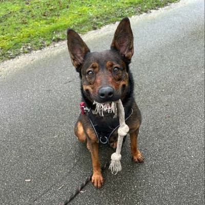 MAYA, female young Belgian Malinois for adoption at SHPA Le Havre, Le Havre