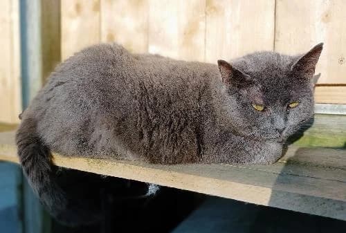 MILDRED, female mixed breed for adoption at Le Havre