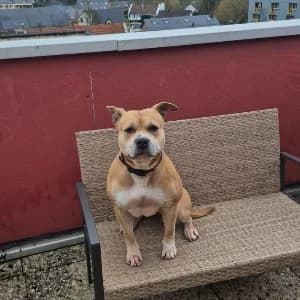 MILENA, female mixed breed for adoption at Le Havre