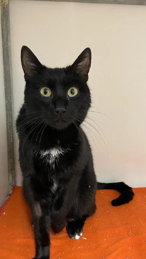 MILO, male mixed breed for adoption at Le Havre