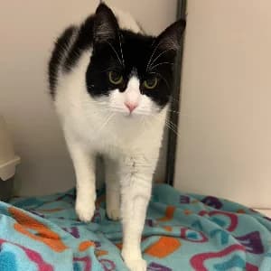 Mina, female young mixed breed for adoption at SHPA Le Havre, Le Havre
