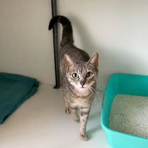 Minia, female senior mixed breed for adoption at SHPA Le Havre, Le Havre