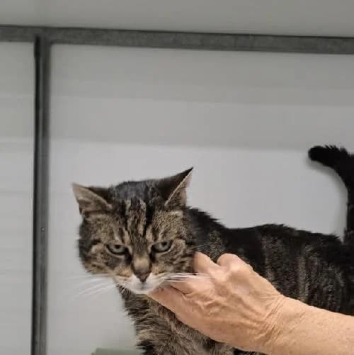 MISTY, female mixed breed for adoption at Le Havre