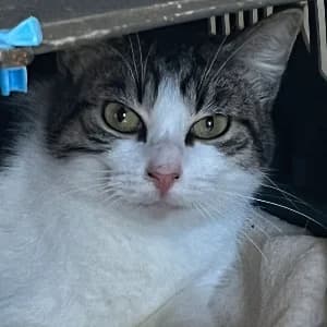 MOSA, female young mixed breed for adoption at SHPA Le Havre, Le Havre
