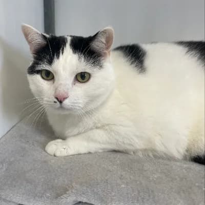 mowgli, male senior mixed breed for adoption at SHPA Le Havre, Le Havre