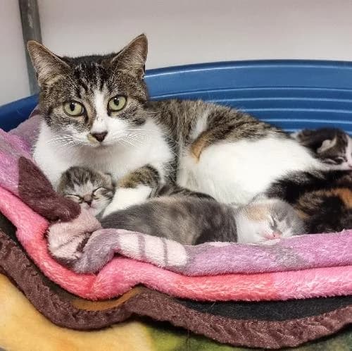 MUMMY Adoptée, female mixed breed for adoption at Le Havre