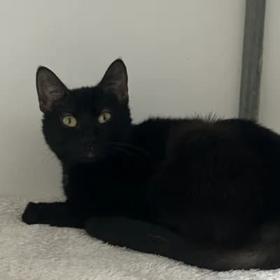 Mysti, female young mixed breed for adoption at SHPA Le Havre, Le Havre