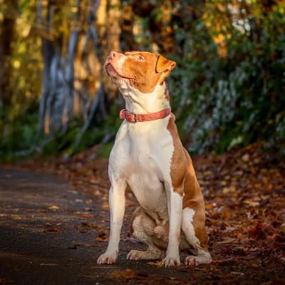 NACHO, male 6yo Pointer for adoption at SHPA Le Havre, Le Havre