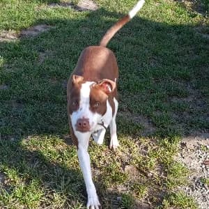 NALA, female Staffordshire Bull Terrier for adoption at Le Havre