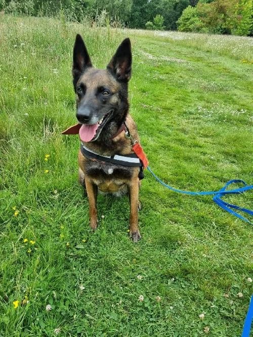 NALYA, female 7yo Belgian Malinois for adoption at SHPA Le Havre, Le Havre