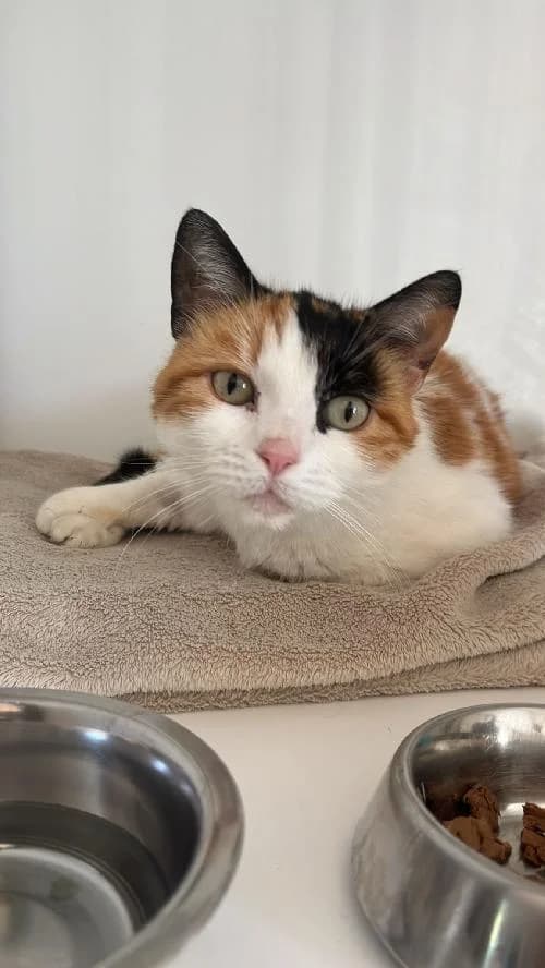 NAMI, female 5yo mixed breed for adoption at SHPA Le Havre, Le Havre