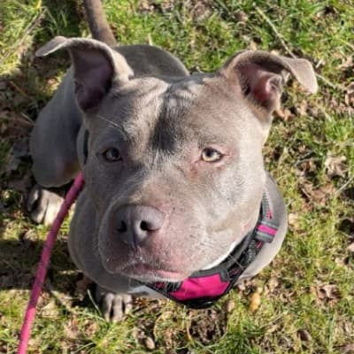 NIKKIE, female American Staffordshire Terrier for adoption at Le Havre