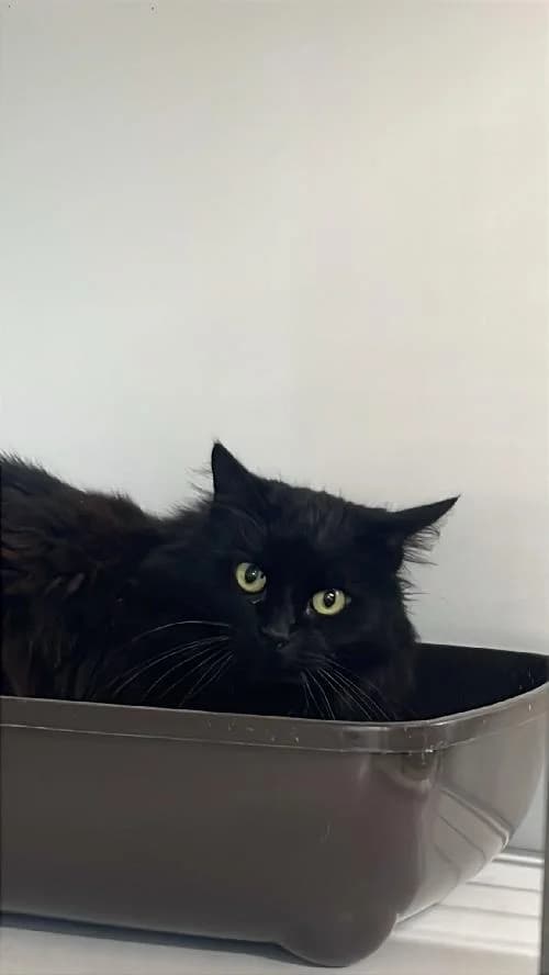 NINA, female senior mixed breed for adoption at SHPA Le Havre, Le Havre