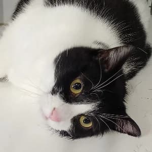NINA, female young mixed breed for adoption at SHPA Le Havre, Le Havre