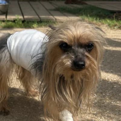 NINA, female senior Yorkshire Terrier for adoption at SHPA Le Havre, Le Havre