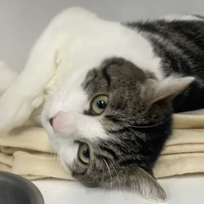 Noupie, male young mixed breed for adoption at SHPA Le Havre, Le Havre