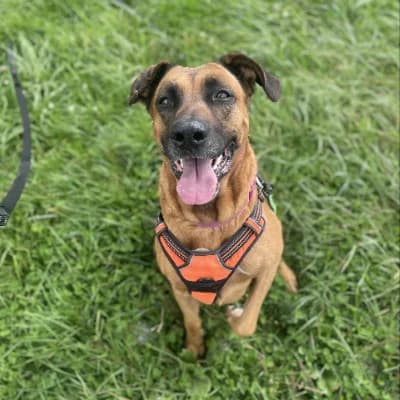 OHANA, female Belgian Malinois for adoption at Le Havre