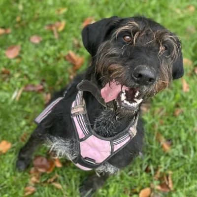 OLYA, female 7yo German Shorthaired Pointer for adoption at SHPA Le Havre, Le Havre